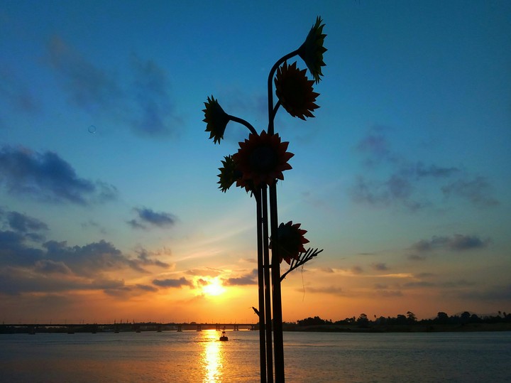 Sun flower