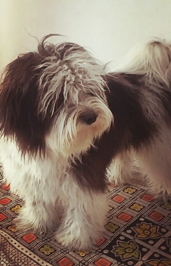 #my dog