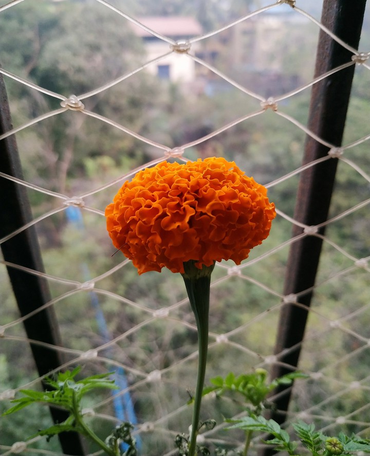 portrait of marigold flowers