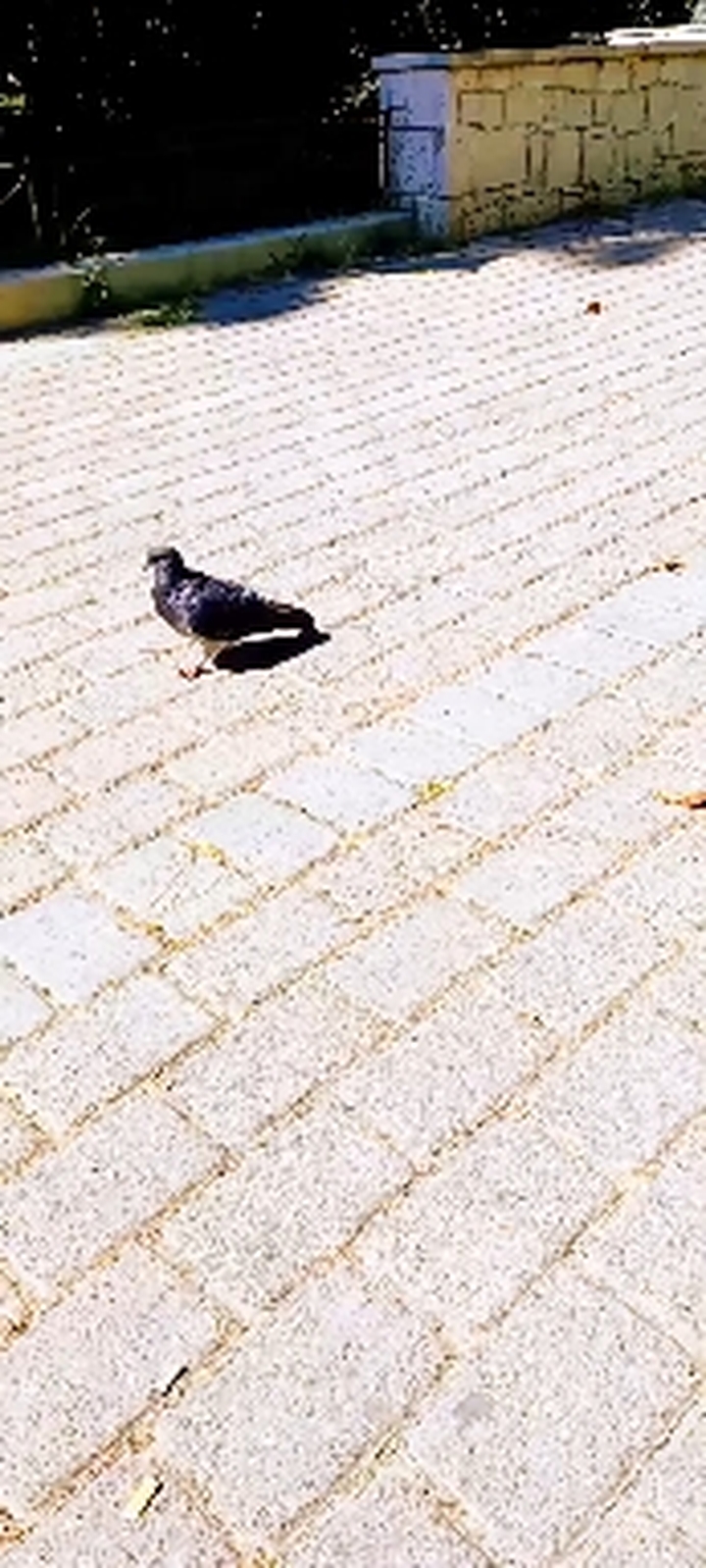 Happy pigeon