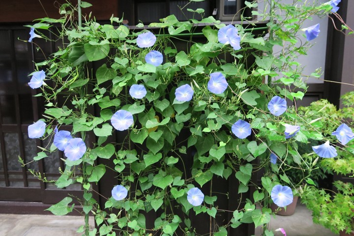 morning glory