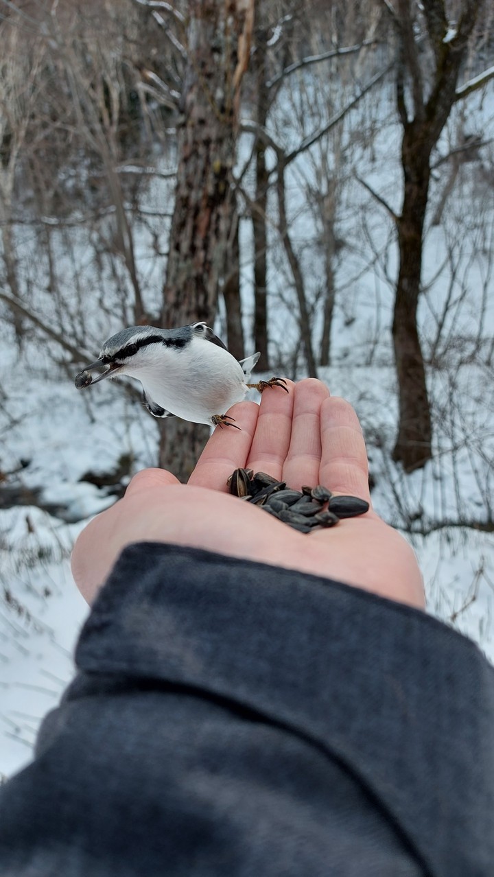 birds