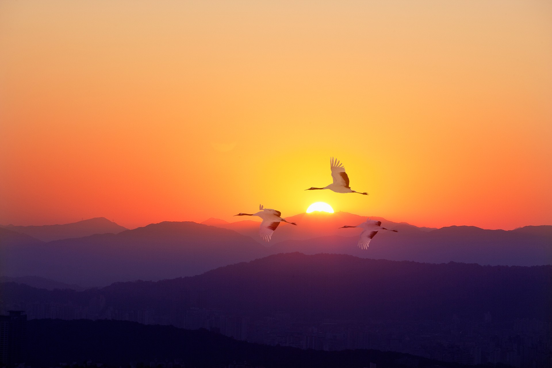Free Fly