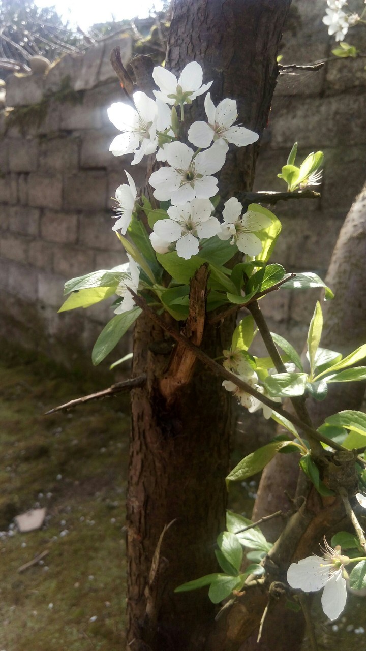 now spring
