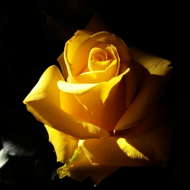 yellow rose