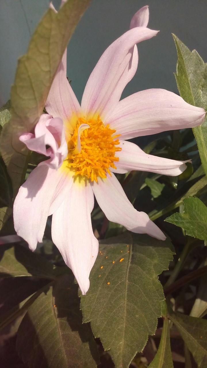 love for flowers..