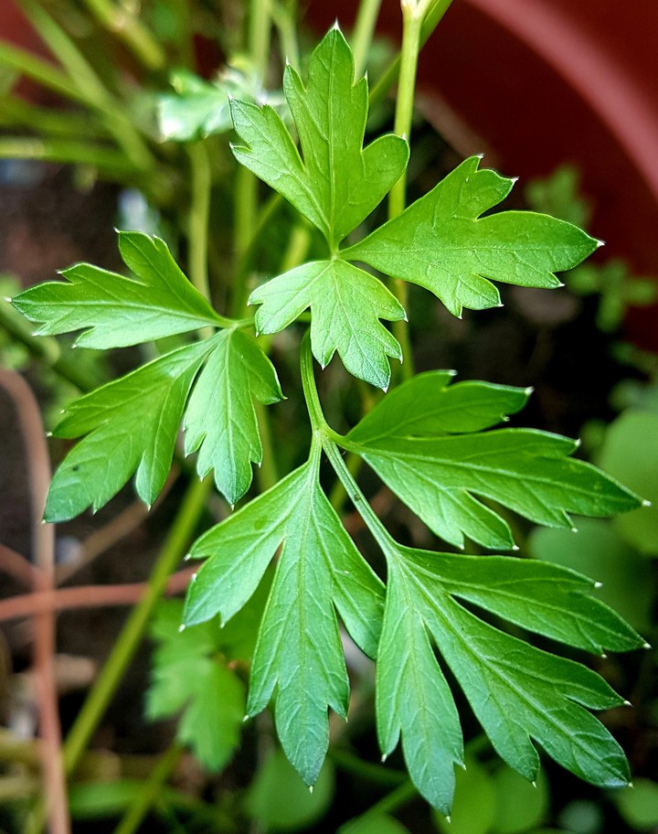 Parsley