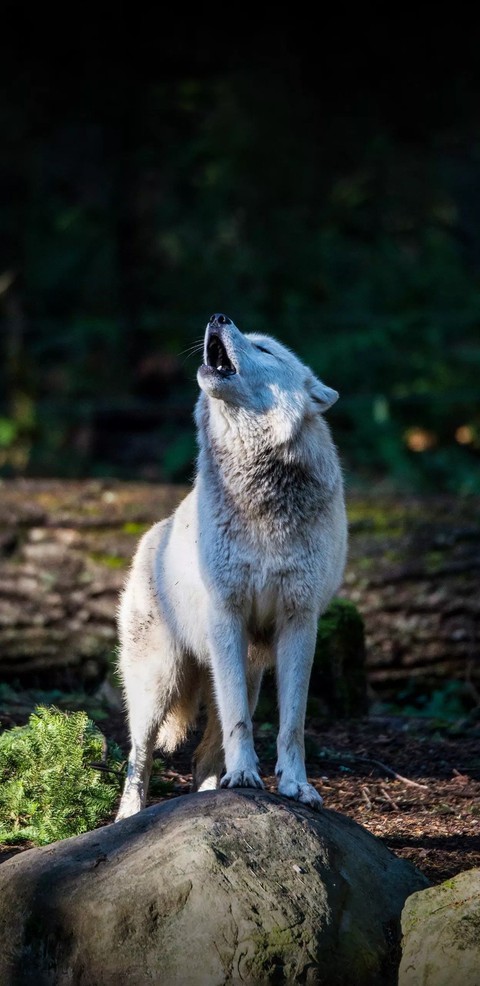 wild wolf