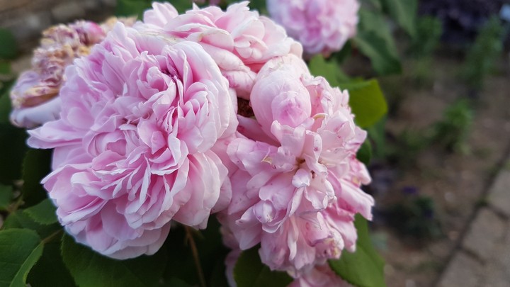 roses