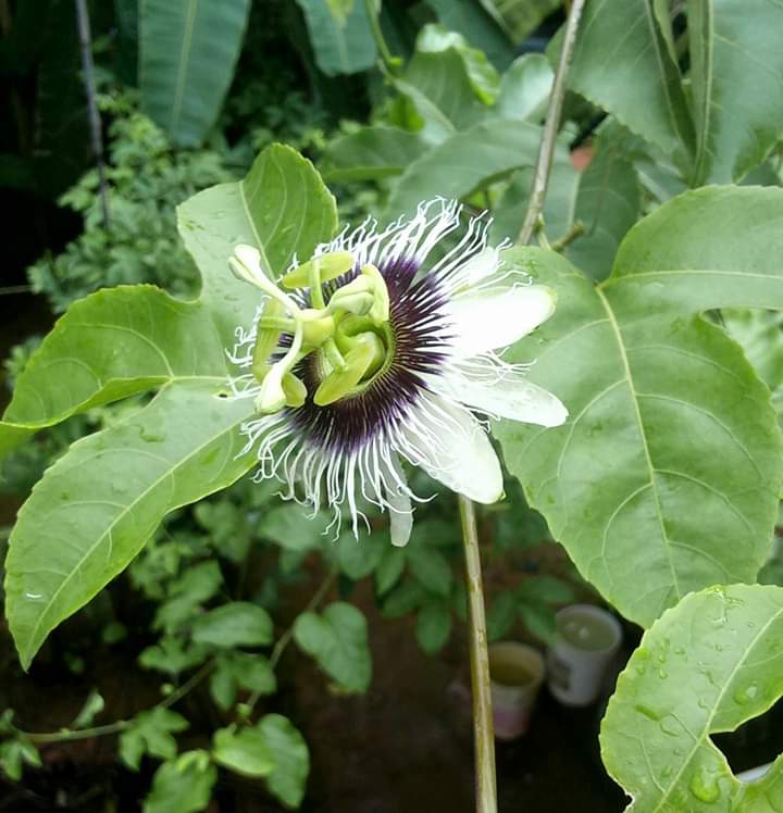 Flower