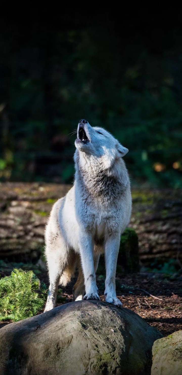 wild wolf