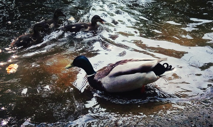 Duck