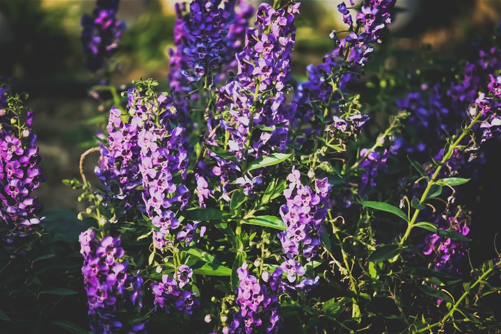 flower