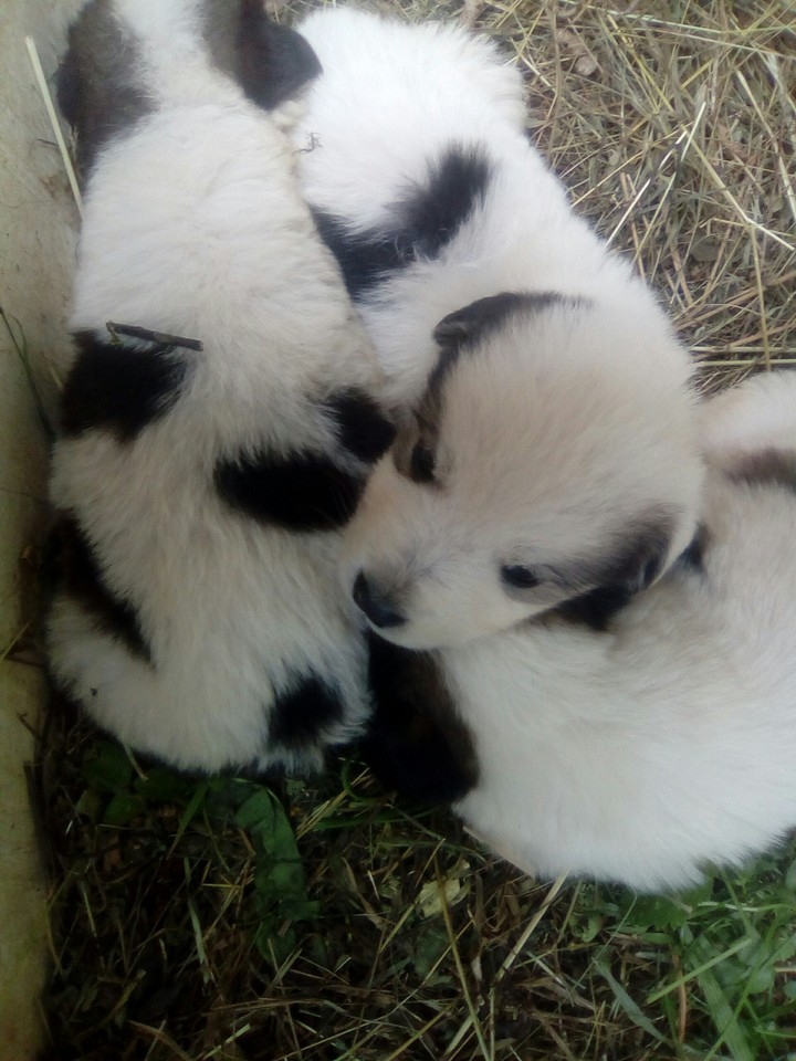 So cute