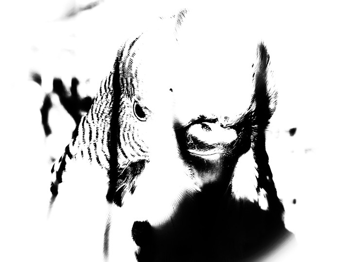 Billy