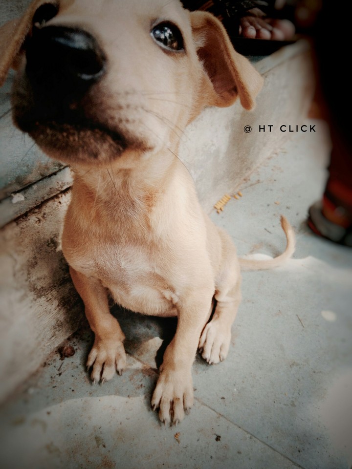 Cute Puppy