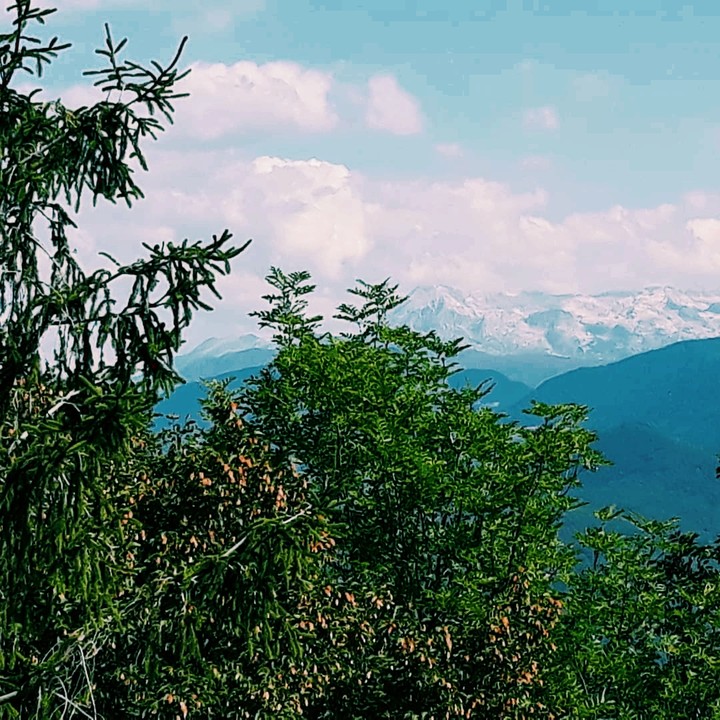 Alpines