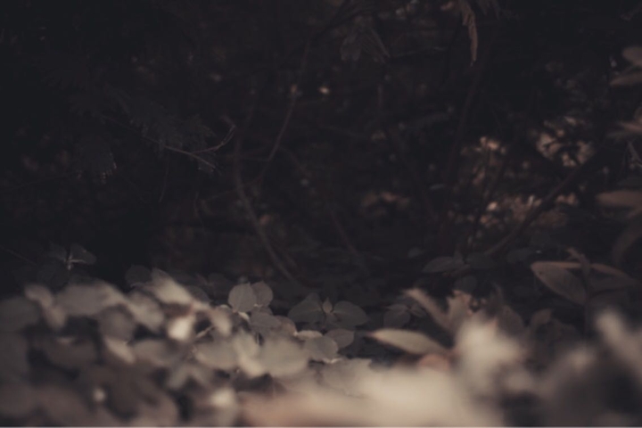 Black Forest