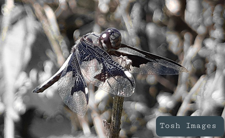 Dragon Fly