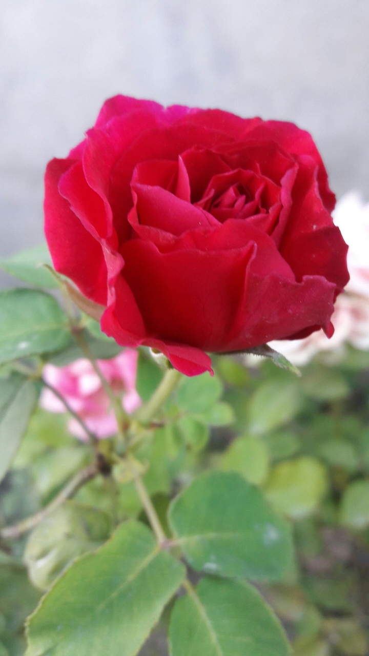 Red Rose