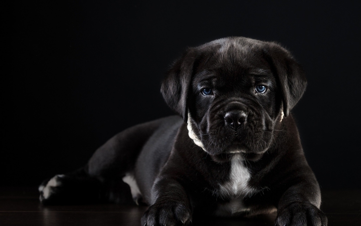 The dog