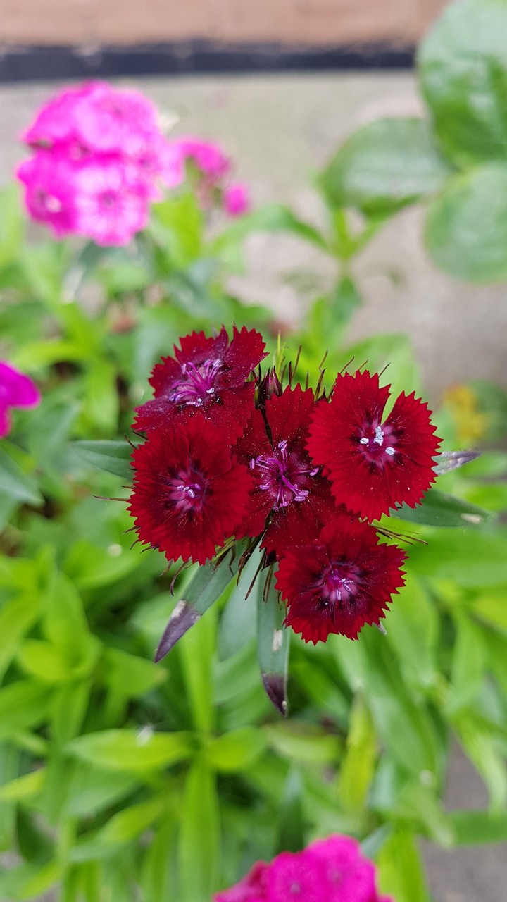 flower
