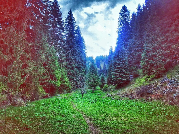 Forest
