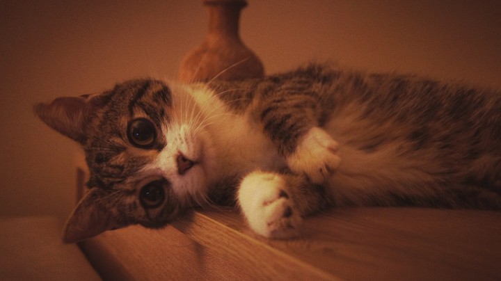 cat
