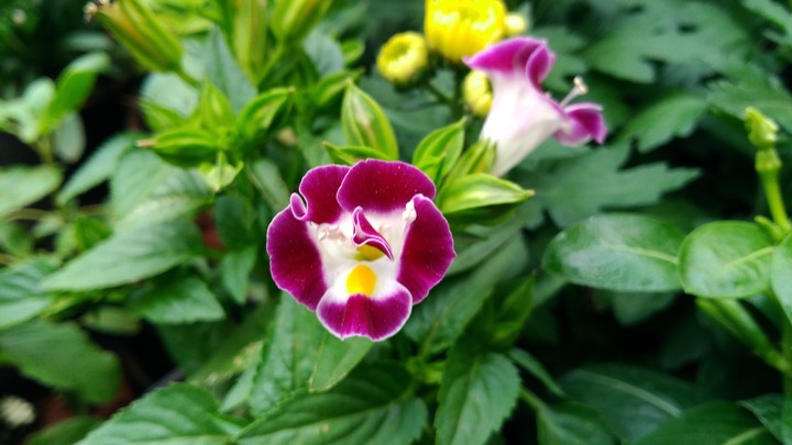 I love flowers