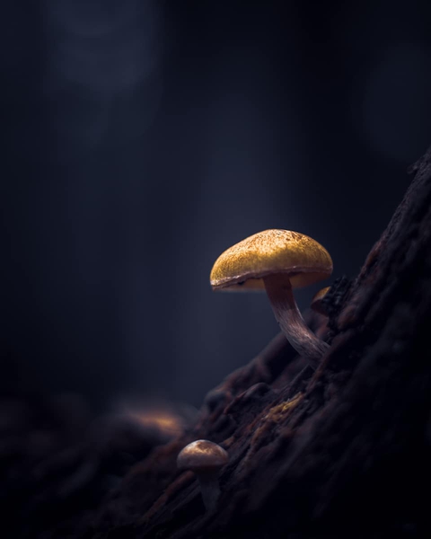 fondos de pantalla mushroom, organism