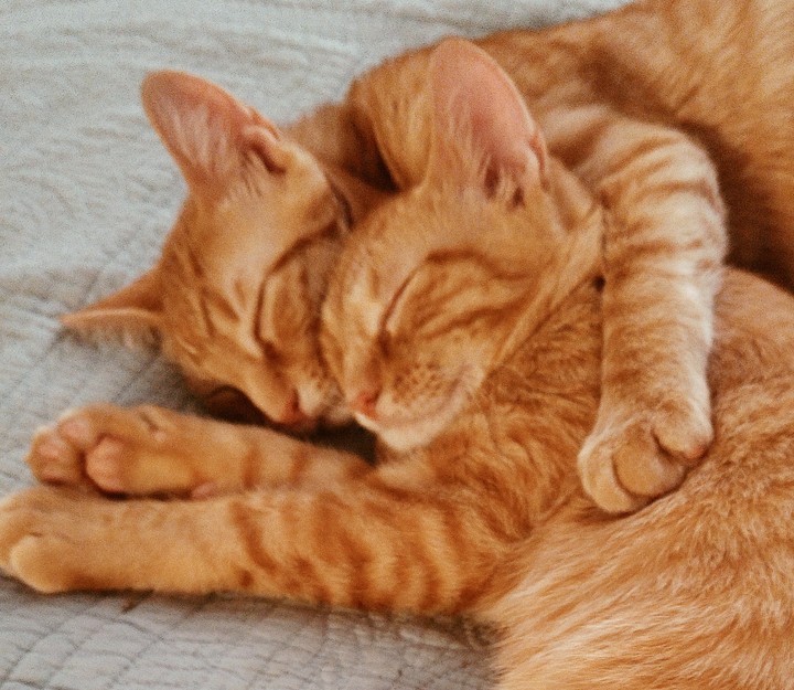 Brothers forever