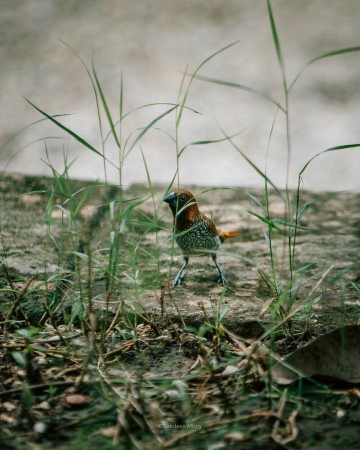 The Spotted Munia | By: Sandeep Mistry