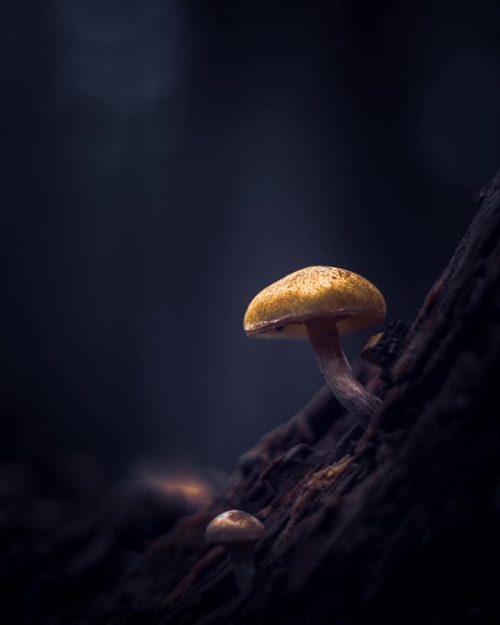 ✨✴