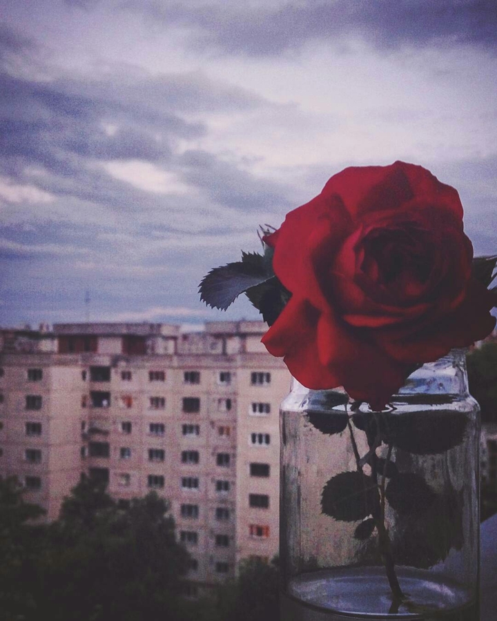 roses