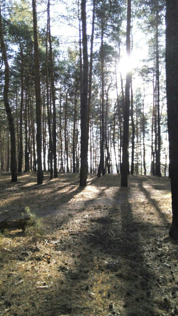Лес