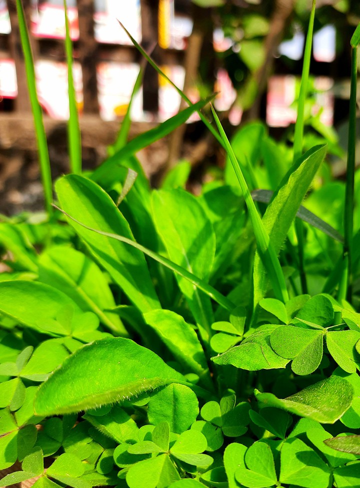 green yard...