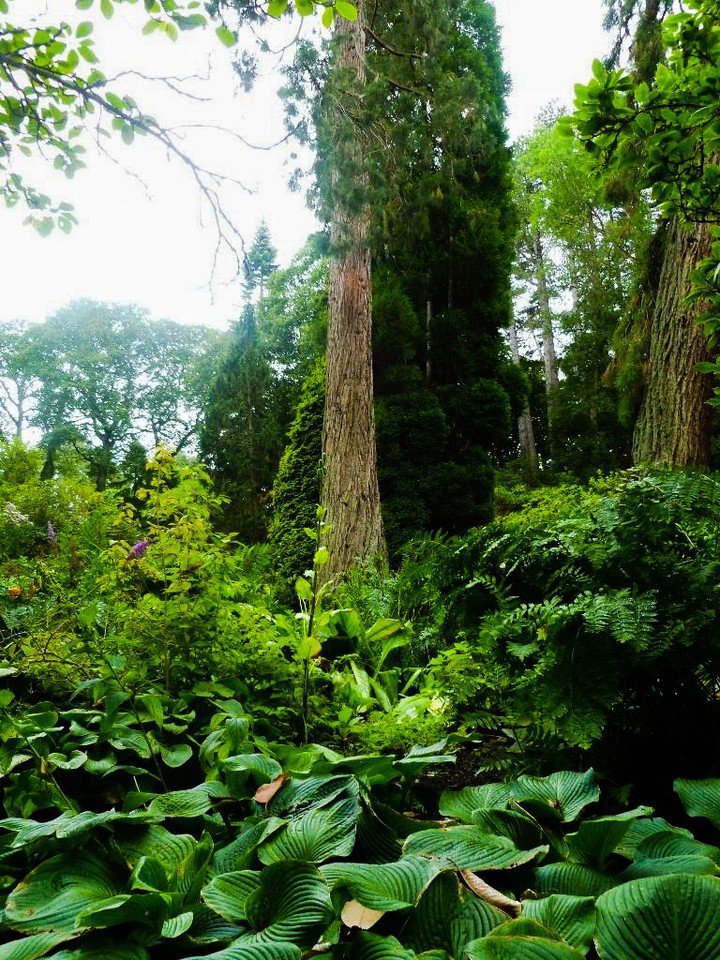 Welsh Wood