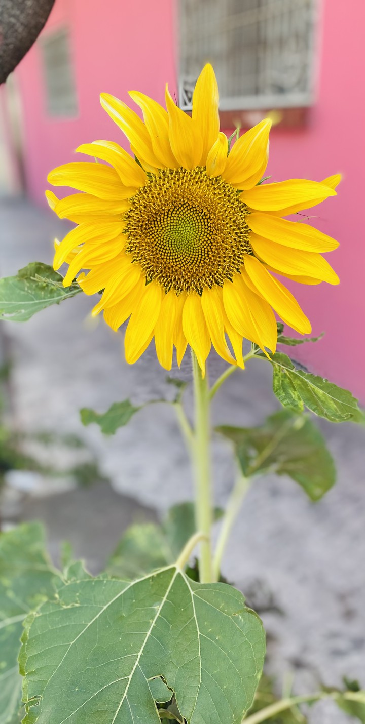 Girasol