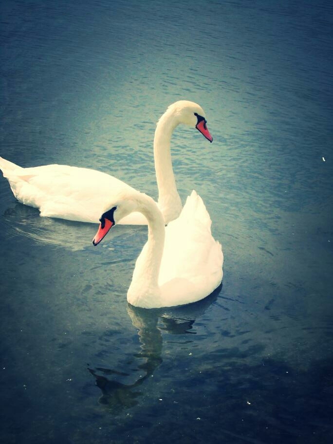 happy swans