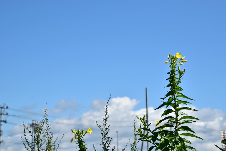 Summer