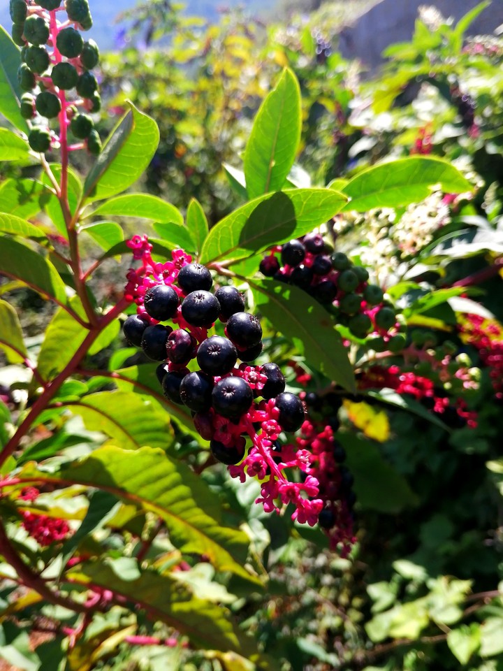 Berries