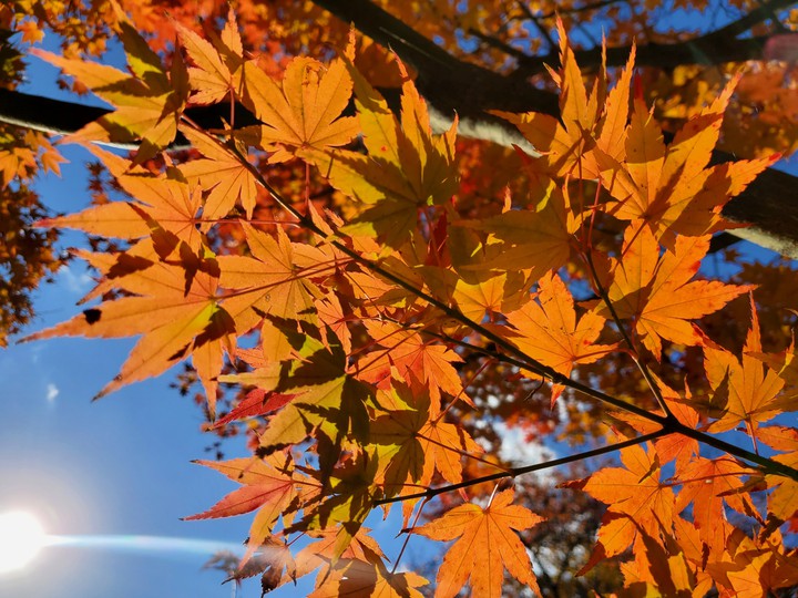 autumn Maple