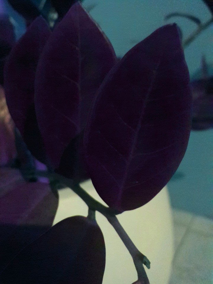 Folhas