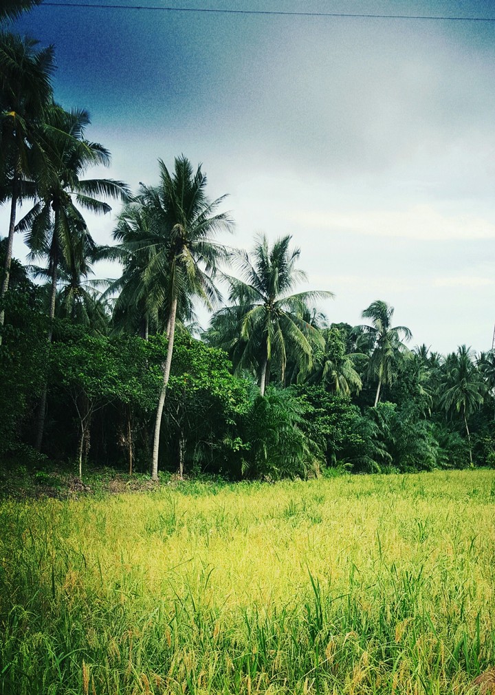 paddy field