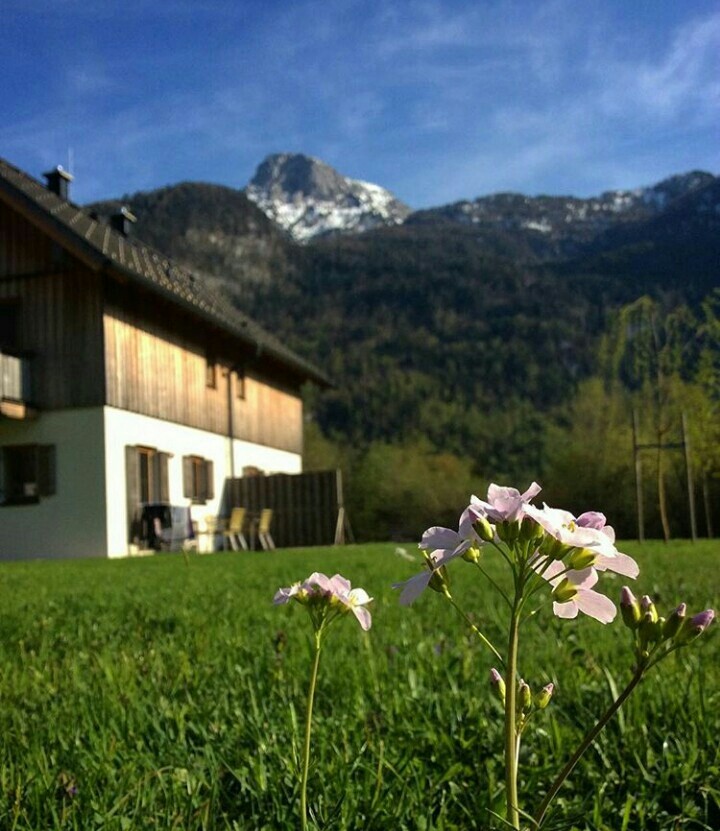 Mountain flowers