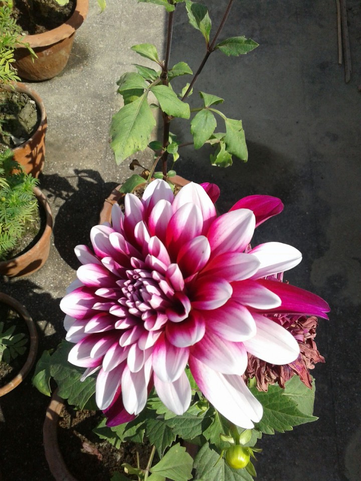 flower
