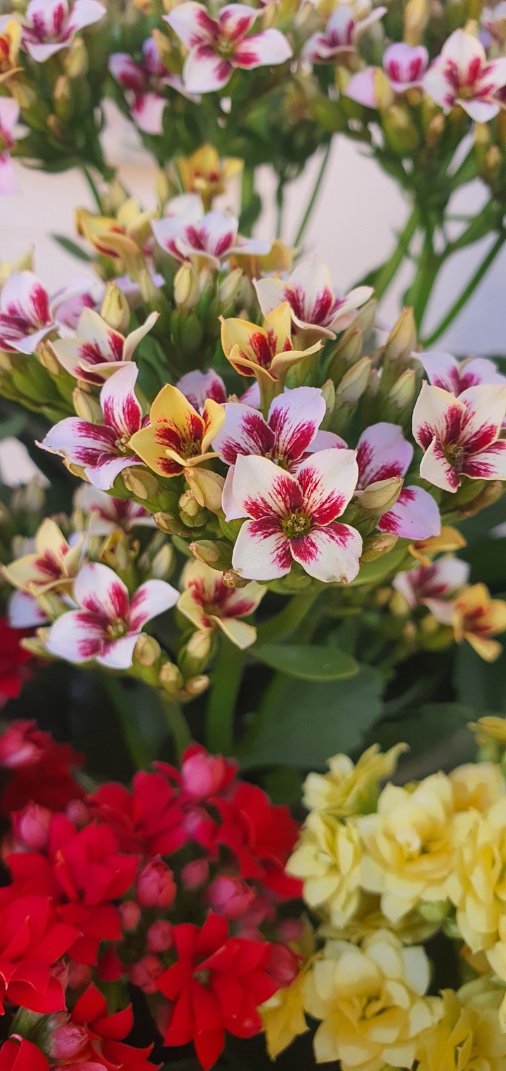 Calanchoe