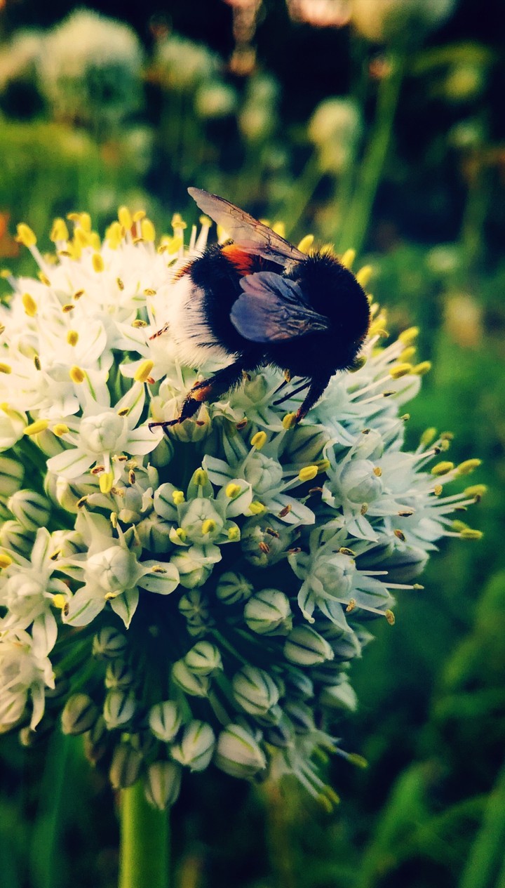 Bumblebee