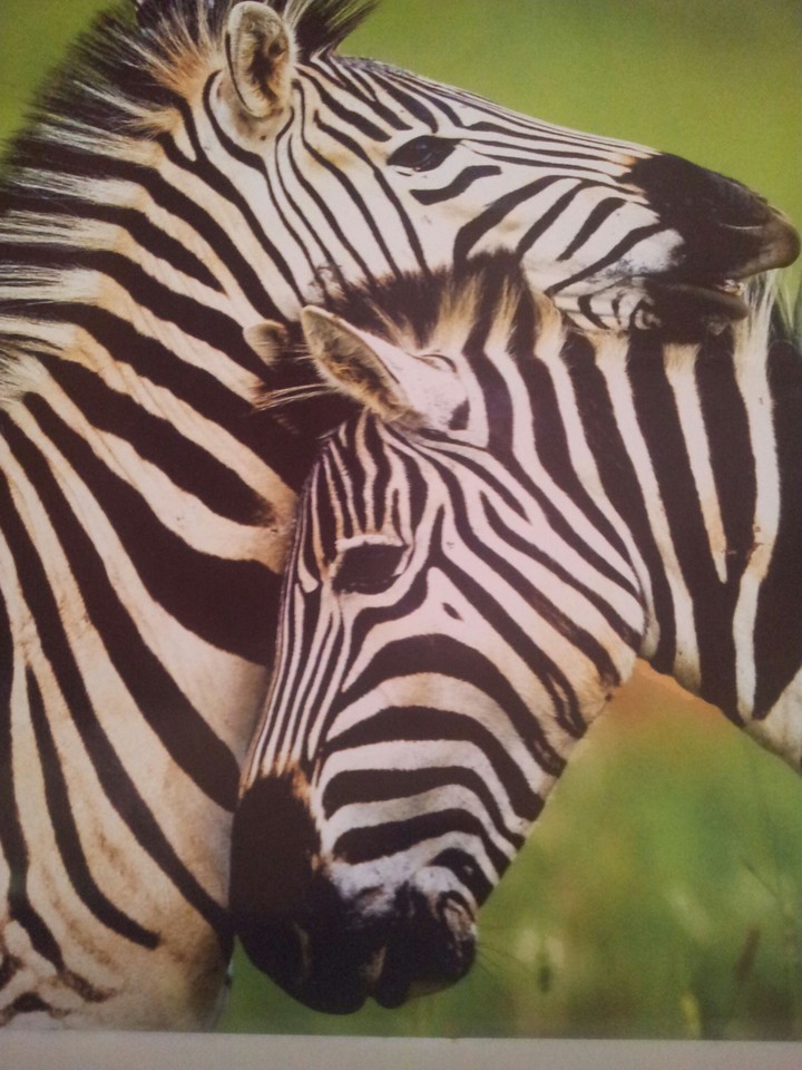 Zebra