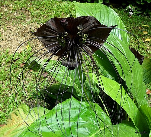 Tacca